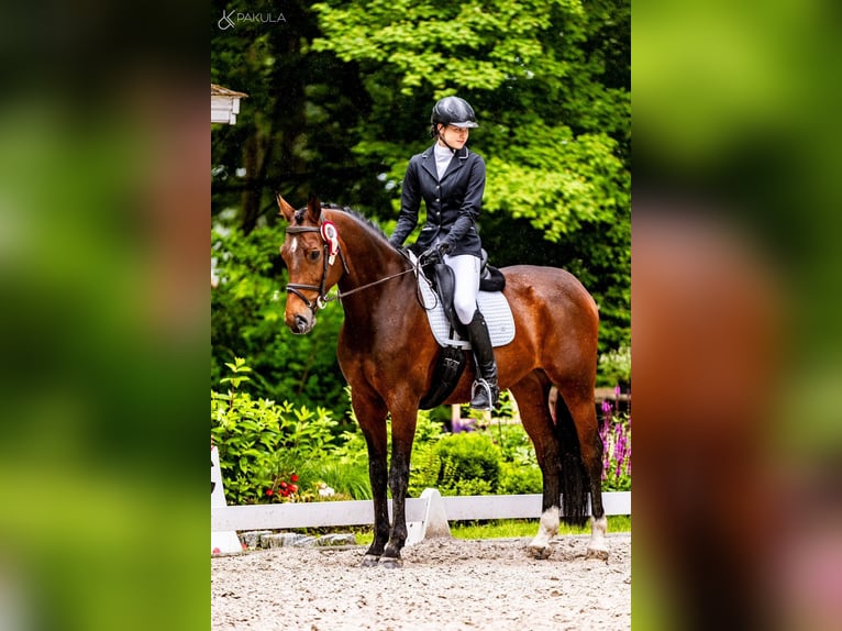 Polish sport horse Mare 11 years 16.1 hh Bay in Poznań