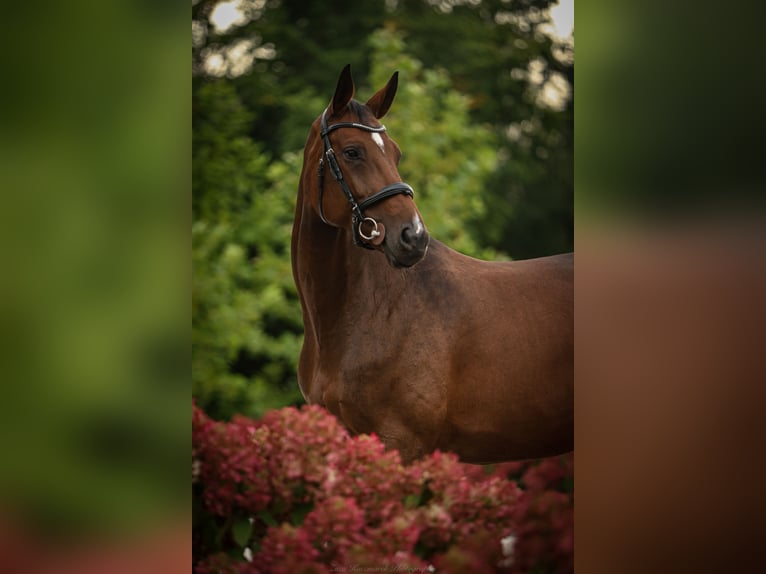 Polish sport horse Mare 11 years 16.1 hh Bay in Cicha Góra