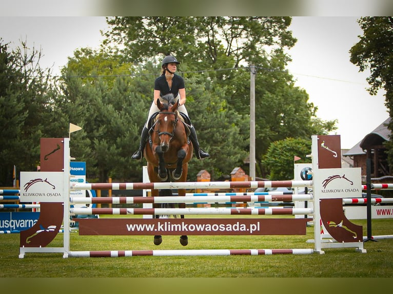 Polish sport horse Mare 11 years 16.1 hh Bay in Cicha Góra
