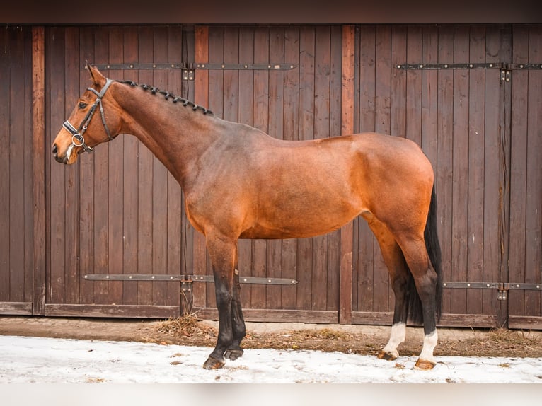 Polish sport horse Mare 11 years 16.2 hh Brown in Poznań