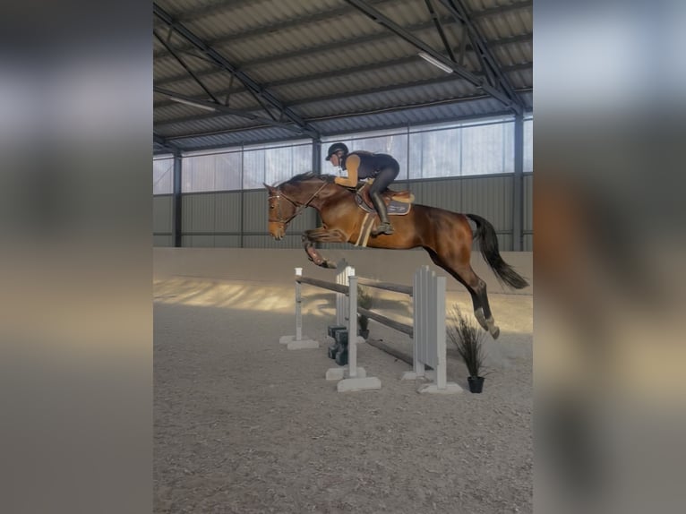 Polish sport horse Mare 11 years 16.2 hh Brown in Poznań