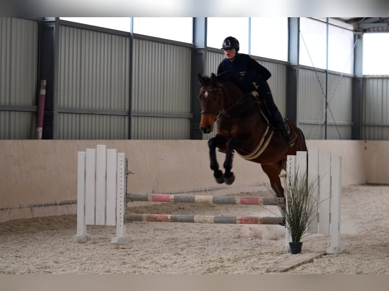 Polish sport horse Mare 11 years 16.2 hh Brown in Poznań