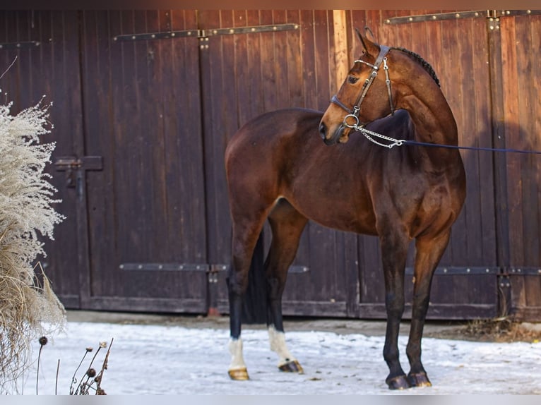 Polish sport horse Mare 11 years 16.2 hh Brown in Poznań