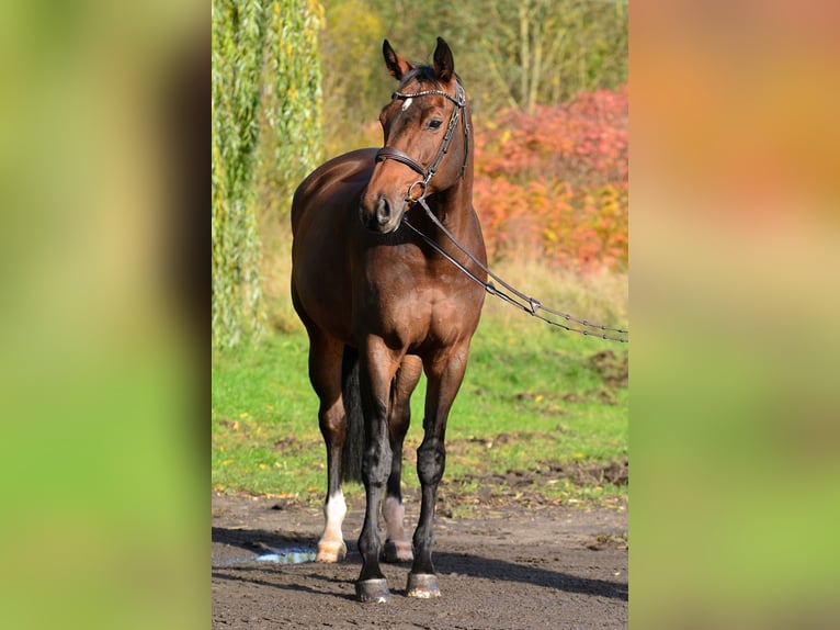 Polish sport horse Mare 11 years 16,1 hh Brown in Poznań