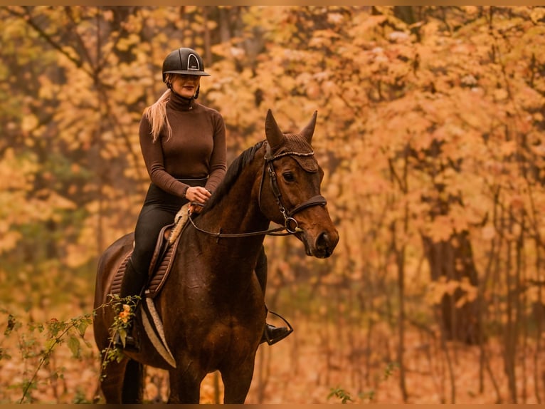 Polish sport horse Mare 11 years 16,1 hh Brown in Poznań