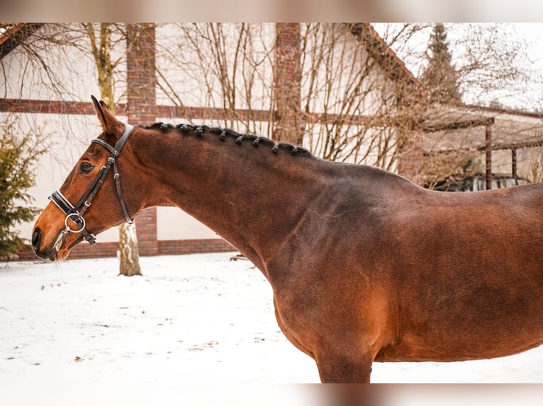 Polish sport horse Mare 11 years 16,2 hh Brown in Poznań