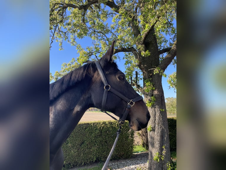 Polish sport horse Mare 11 years 17.2 hh Brown in Reken