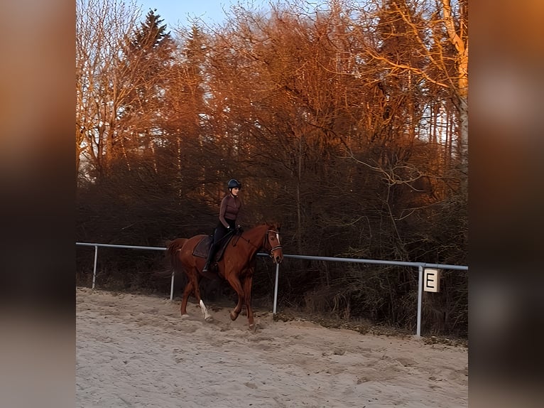 Polish sport horse Mare 12 years 15,1 hh Chestnut-Red in Herbstein