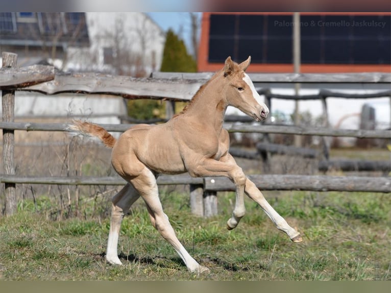 Polish sport horse Mare 13 years 16.1 hh Buckskin in Piecowice