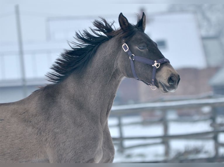 Polish sport horse Mare 13 years 16.1 hh Buckskin in Piecowice