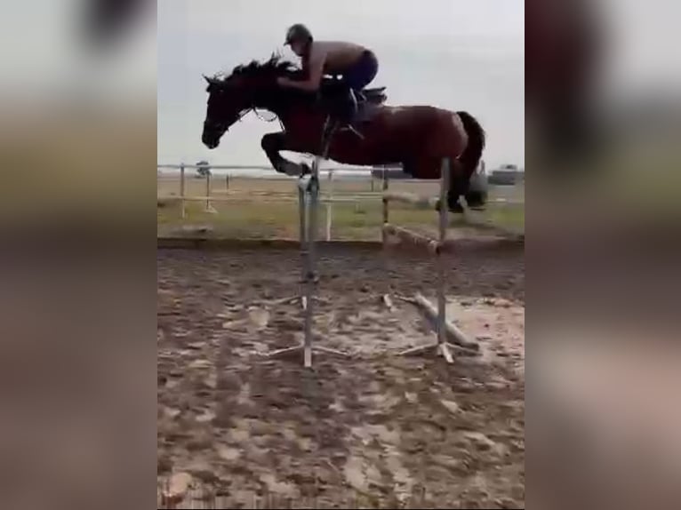 Polish sport horse Mare 13 years 16 hh Brown in Papenhagen