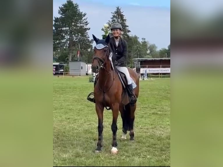 Polish sport horse Mare 13 years 16 hh Brown in Papenhagen