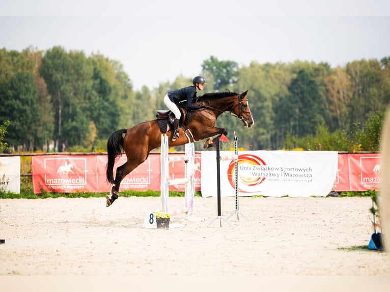 Polish sport horse Mare 13 years 17,1 hh Bay in Warszawa