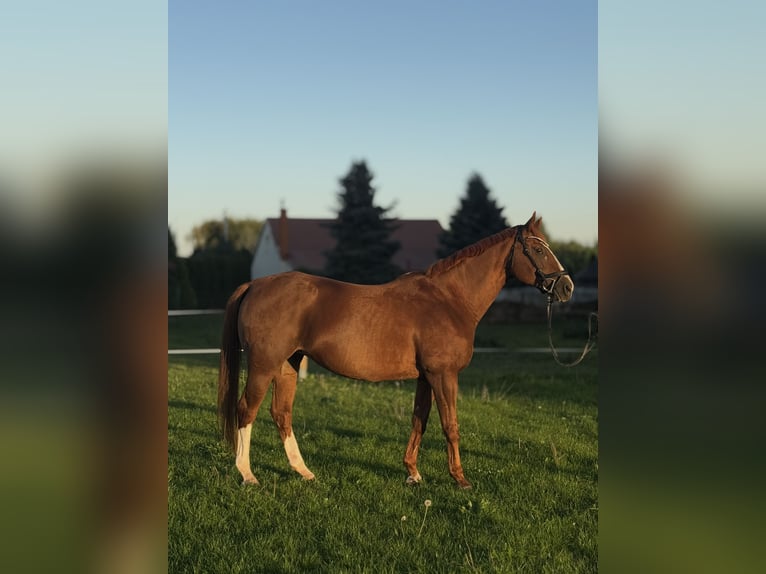 Polish sport horse Mare 13 years Chestnut-Red in Ciechan&#xF3;w