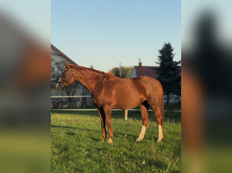Polish sport horse Mare 13 years Chestnut-Red in Ciechan&#xF3;w
