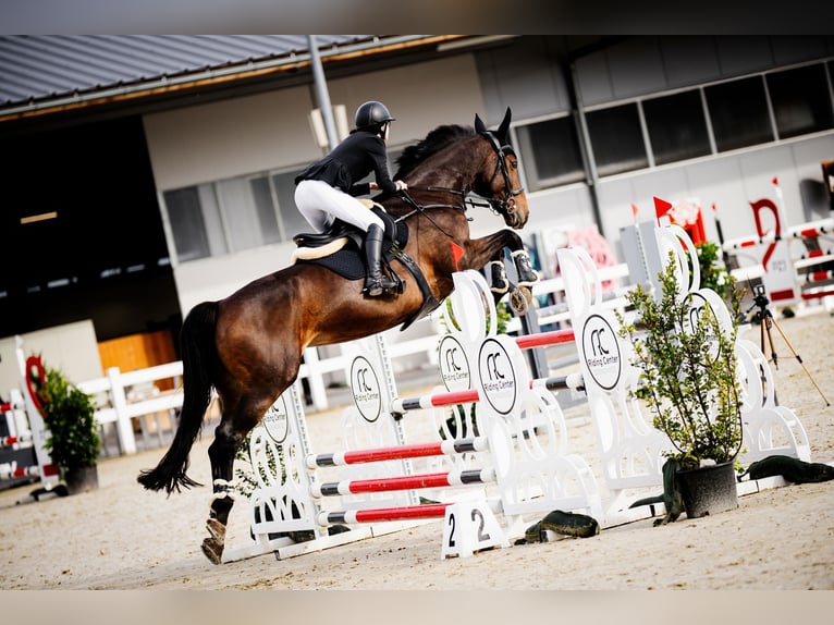 Polish sport horse Mare 14 years 16.3 hh Bay-Dark in Kraków