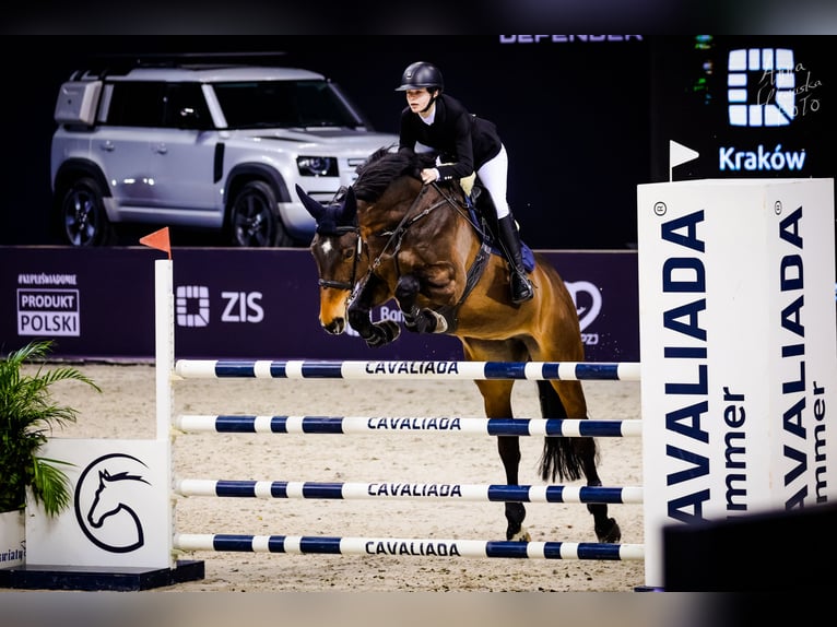 Polish sport horse Mare 14 years 16,3 hh Bay-Dark in Kraków