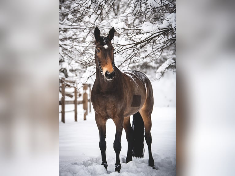 Polish sport horse Mare 14 years 16,3 hh Bay-Dark in Kraków