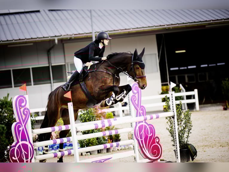 Polish sport horse Mare 14 years 16,3 hh Bay-Dark in Kraków