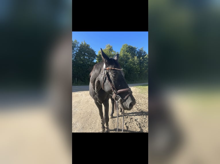 Polish sport horse Mare 14 years 17 hh Black in Bad Abbach