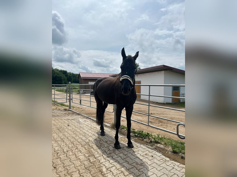 Polish sport horse Mare 14 years 17 hh Black in Bad Abbach