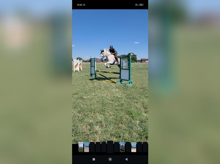 Polish sport horse Mare 15 years 14.2 hh Grey-Fleabitten in Ingolstadt