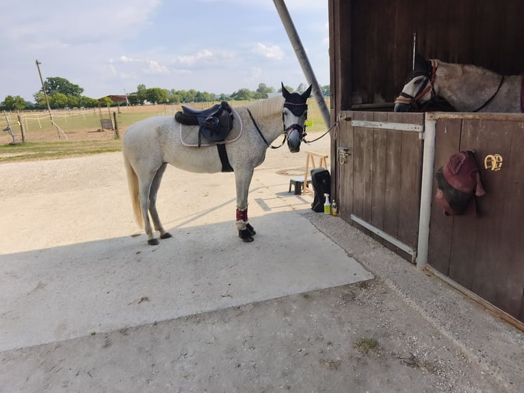 Polish sport horse Mare 15 years 14.2 hh Grey-Fleabitten in Ingolstadt