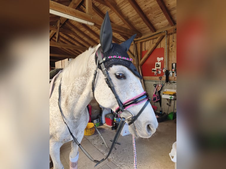 Polish sport horse Mare 15 years 14.2 hh Grey-Fleabitten in Ingolstadt
