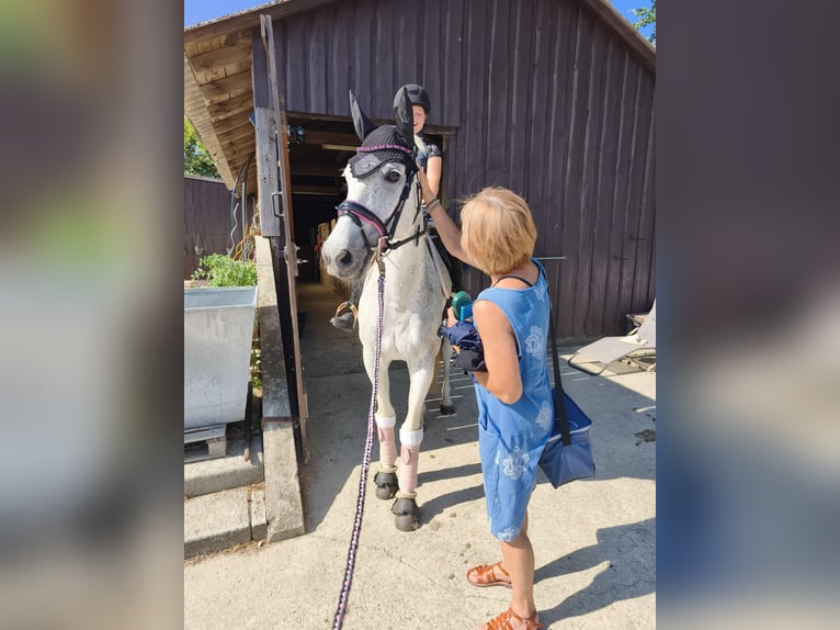 Polish sport horse Mare 15 years 14.2 hh Grey-Fleabitten in Ingolstadt