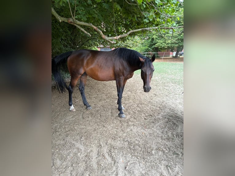 Polish sport horse Mare 15 years 16.1 hh Bay-Dark in Westerkappeln