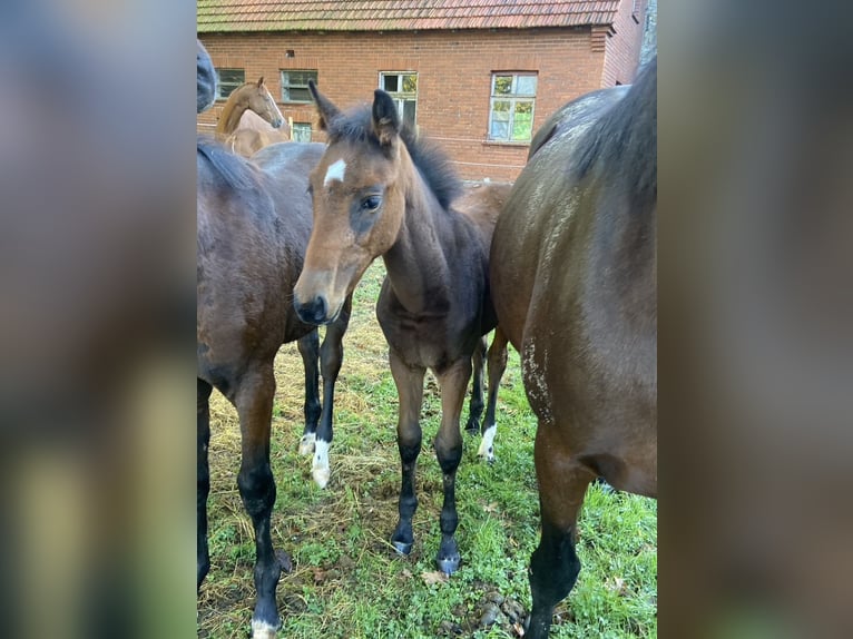 Polish sport horse Mare 15 years 16.1 hh Bay-Dark in Westerkappeln