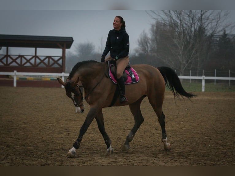 Polish sport horse Mare 15 years 16.2 hh Bay in Beograd