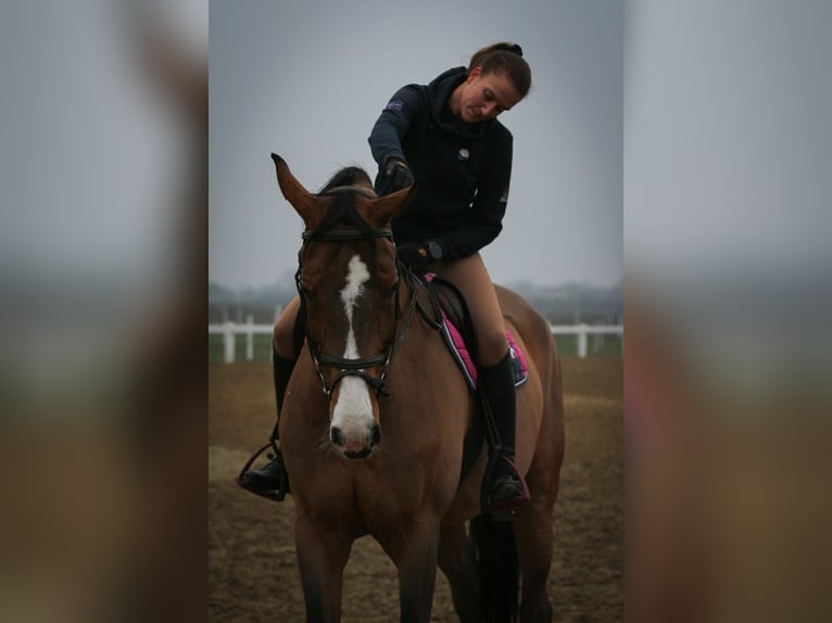 Polish sport horse Mare 15 years 16.2 hh Bay in Beograd