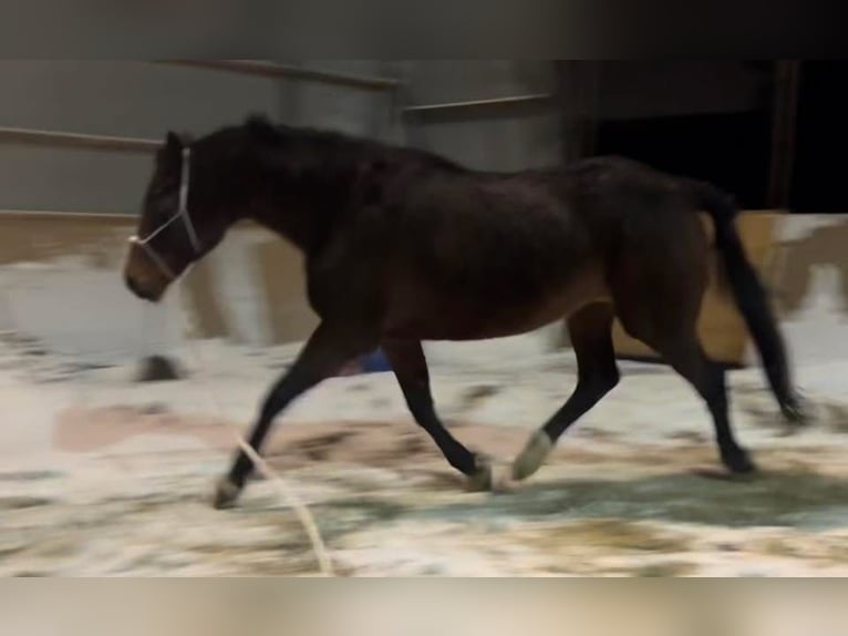 Polish sport horse Mare 16 years 16.2 hh Bay-Dark in Gdańsk