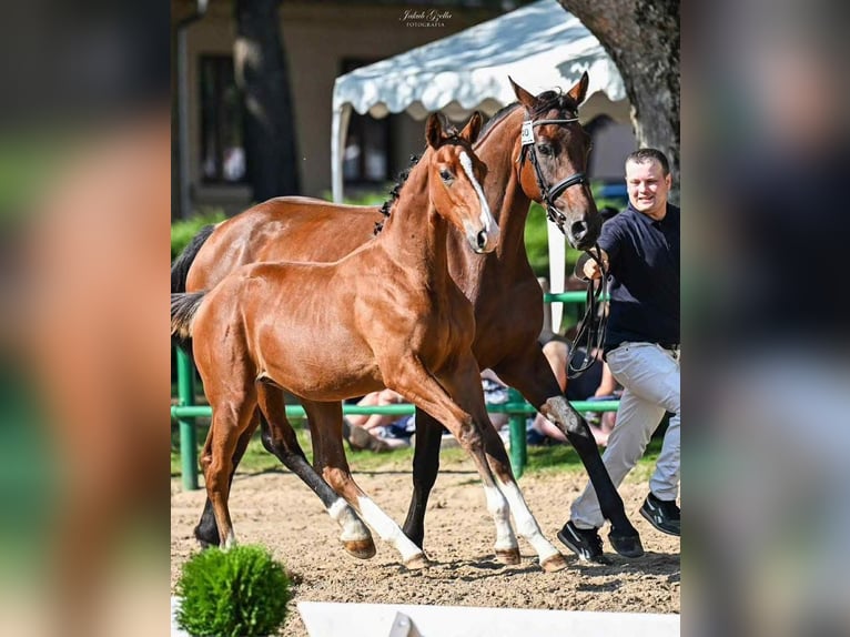 Polish sport horse Mare 16 years 16.2 hh Bay-Dark in Gdańsk