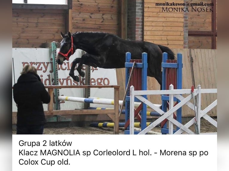 Polish sport horse Mare 16 years 16.2 hh Bay-Dark in Gdańsk