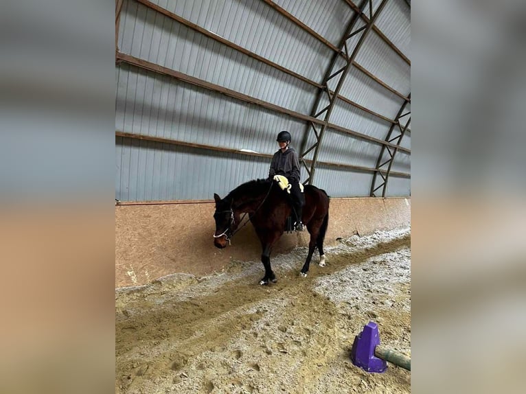 Polish sport horse Mare 16 years 16.2 hh Bay-Dark in Gdańsk