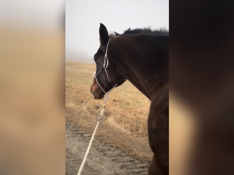 Polish sport horse Mare 16 years 16.2 hh Bay-Dark in Gdańsk