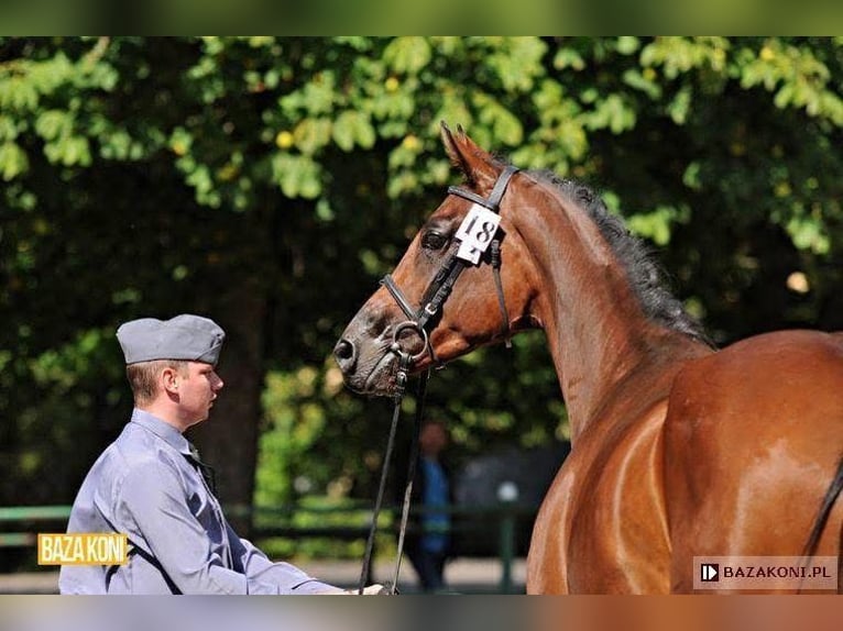 Polish sport horse Mare 16 years 16.2 hh Bay-Dark in Gdańsk