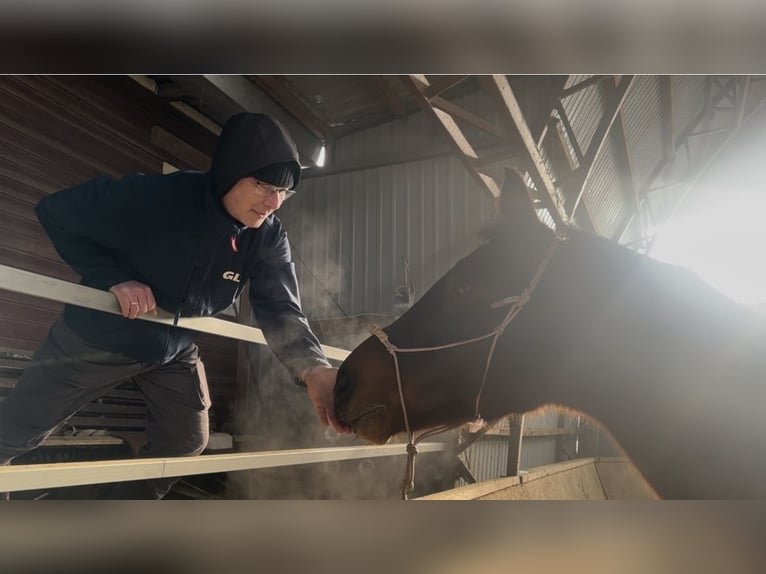 Polish sport horse Mare 16 years 16.2 hh Bay-Dark in Gdańsk