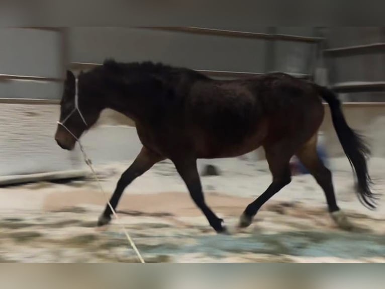 Polish sport horse Mare 16 years 16,2 hh Bay-Dark in Gdańsk