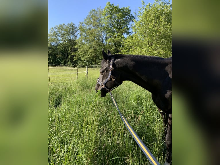 Polish sport horse Mix Mare 17 years 16,2 hh Black in Neckarbischofsheim