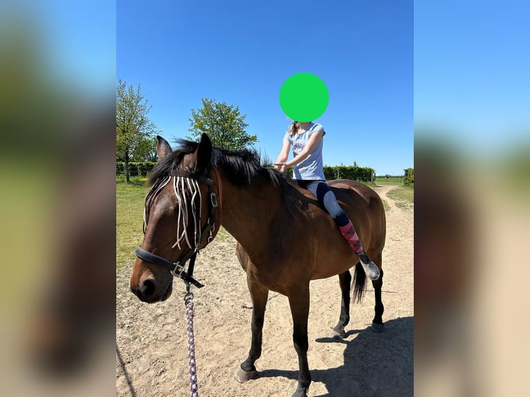 Polish sport horse Mare 18 years 15,3 hh Brown in Sint-Truiden