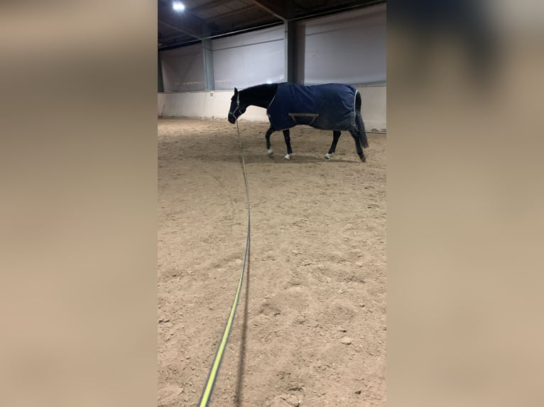 Polish sport horse Mare 18 years 16,2 hh Black in Neckarbischofsheim