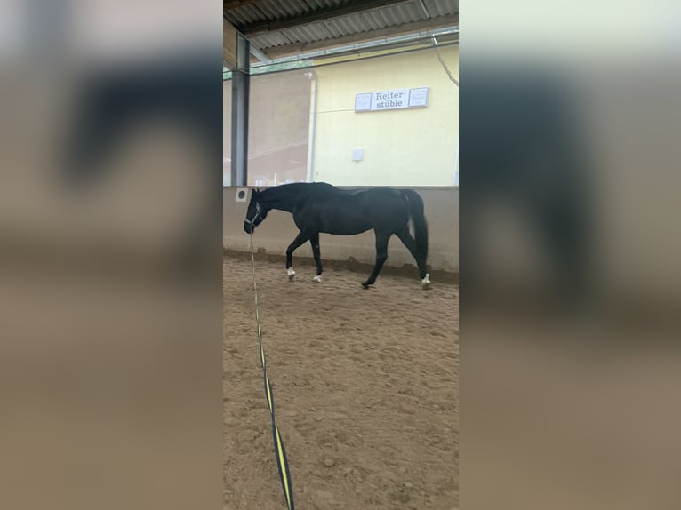 Polish sport horse Mare 18 years 16,2 hh Black in Neckarbischofsheim