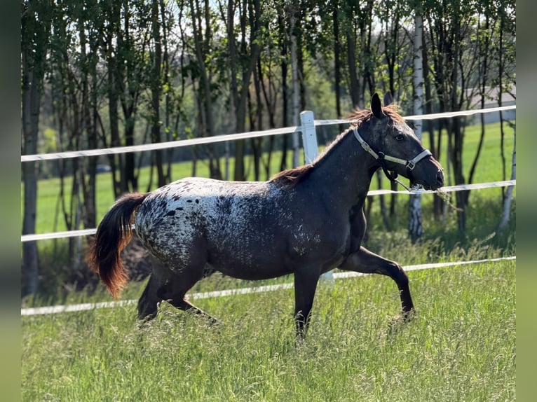 Polish sport horse Mare 1 year 15.2 hh Leopard-Piebald in SIEDLISKA
