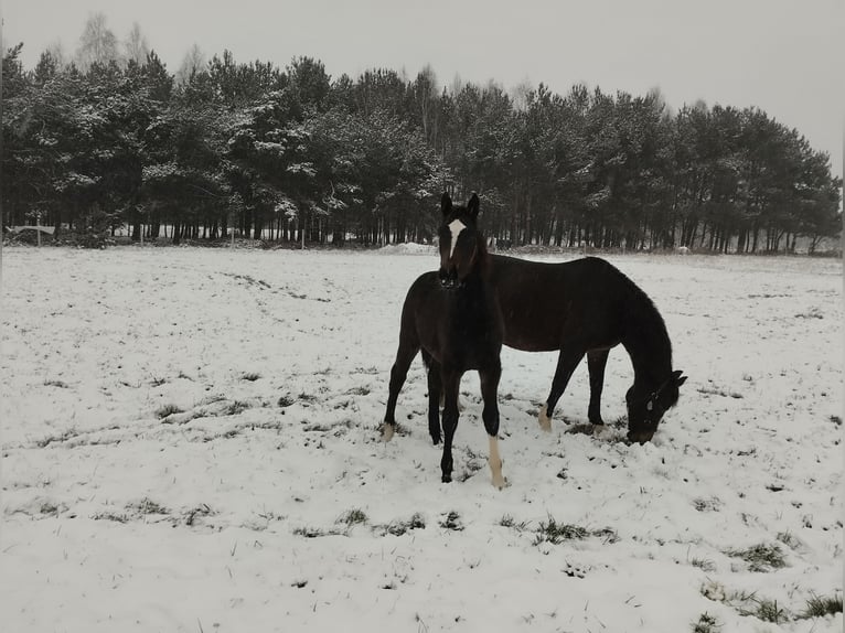 Polish sport horse Mare 1 year 15,1 hh Smoky-Black in Łochów