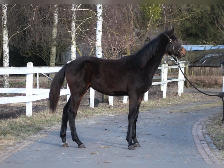 Polish sport horse Mare 1 year 16.1 hh Bay-Dark in Santok