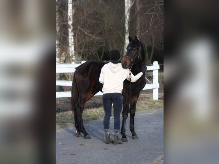 Polish sport horse Mare 1 year 16.1 hh Bay-Dark in Santok