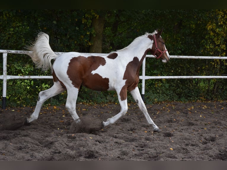 Polish sport horse Mare 1 year 16.2 hh Pinto in Chełmno